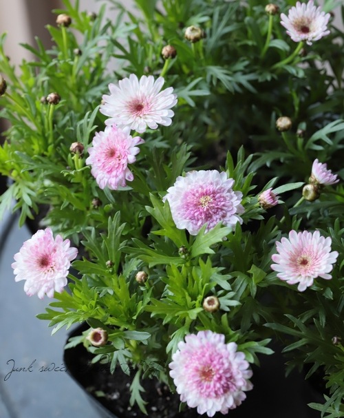 マーガレット 白モモコ すべての商品 Junk Sweet Garden Tef Tef マーガレット 白モモコ すべての商品 Junk Sweet Garden Tef Tef