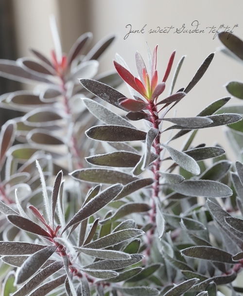 ２０日入荷分⭐️リューカデンドロン5品種　⭐️5鉢セット 楽天市場】リューカデンドロン サマーサン 5号鉢 Summer Sun