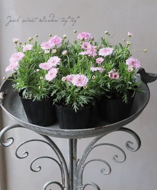 �ޡ�����å� �����⥳�١�