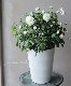 �إܥ���Υ��Х�١���̾�إȥ��󥤥Х�١إȥ���Х��