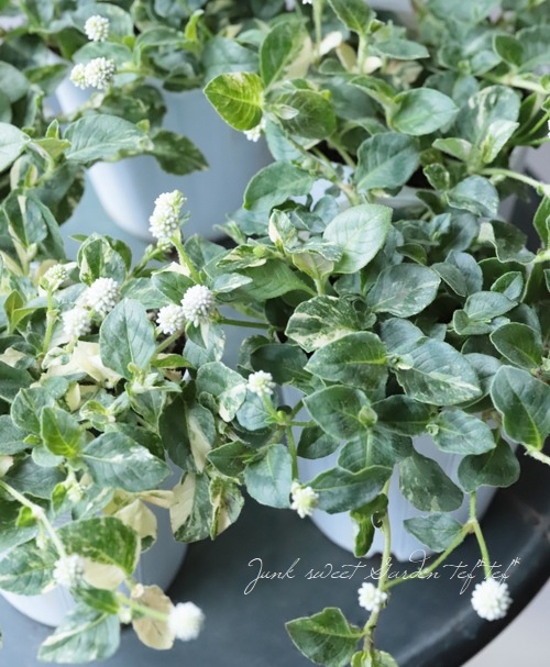 ҥĥ륽С֥ݥꥴʥࡡإƥۥ