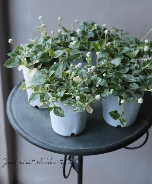 ҥĥ륽С֥ݥꥴʥࡡإƥۥ