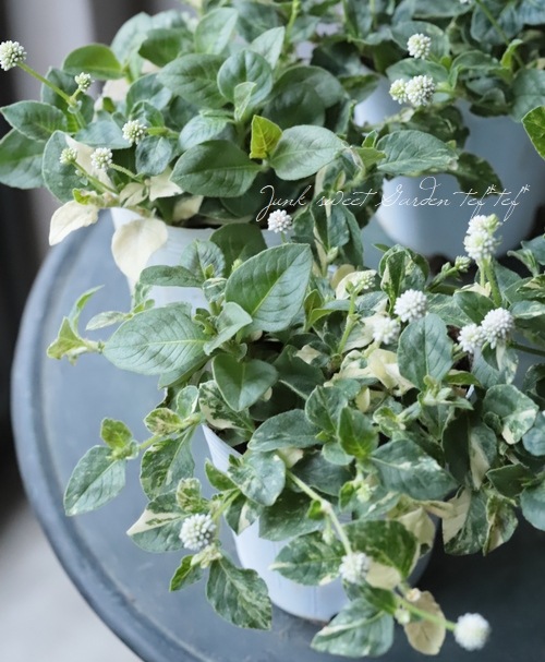 ҥĥ륽С֥ݥꥴʥࡡإƥۥ