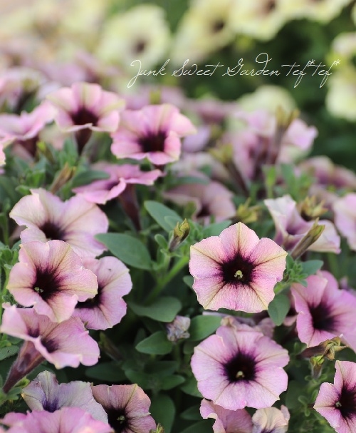 ペチュニア 妖精のチュチュシリーズ 『パープルシェイド』 | すべての