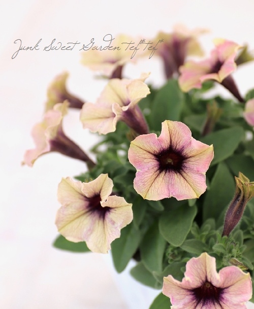 ペチュニア 妖精のチュチュシリーズ 『パープルシェイド』 | すべての