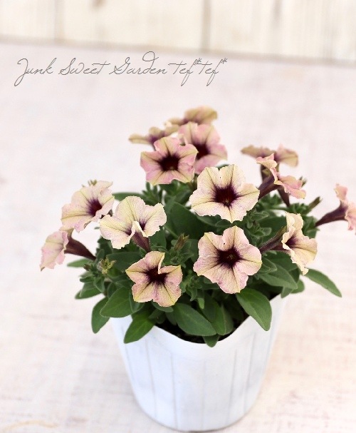 ペチュニア 妖精のチュチュシリーズ 『パープルシェイド』 | すべての