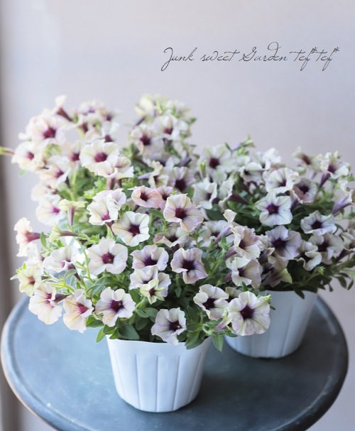 ペチュニア 妖精のチュチュシリーズ 『パープルシェイド』 | すべての