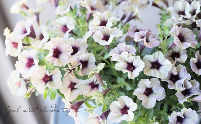 ペチュニア 妖精のチュチュシリーズ 『パープルシェイド』 | すべての