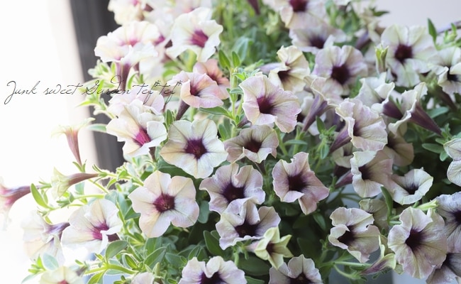 ペチュニア 妖精のチュチュシリーズ 『パープルシェイド』 | すべての