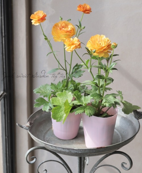 ふみブー様専用□花苗ラナンキュラスラックスシリーズ□アポロン