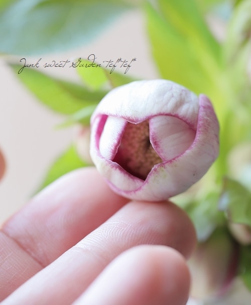 大和園】 クリスマスローズ 『小輪系パステリッシュ』 2025【No.64