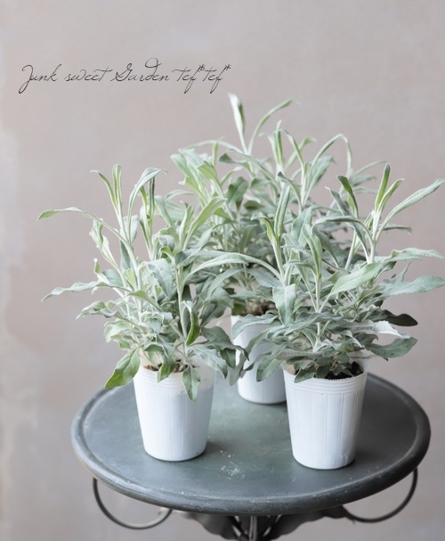 �٥��˥� (�ȥ��ƥ����)���إ���ʥ��١��֥롼