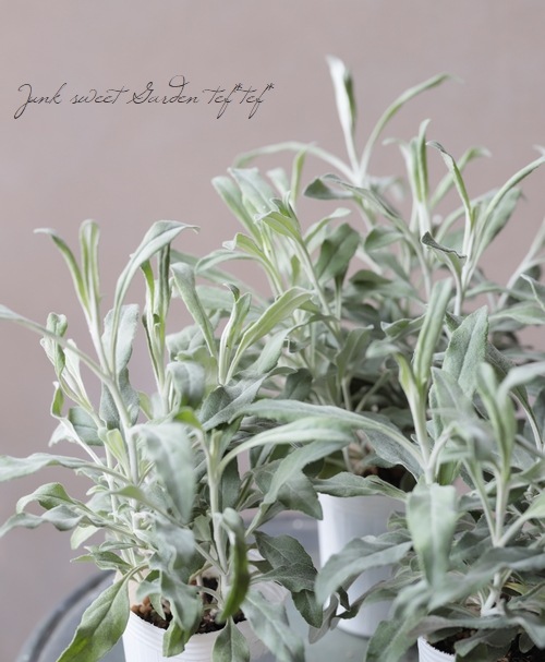 �٥��˥� (�ȥ��ƥ����)���إ���ʥ��١��֥롼