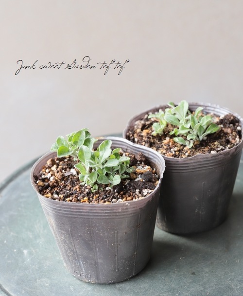 �٥��˥� (�ȥ��ƥ����)���إ���ʥ��١��֥롼