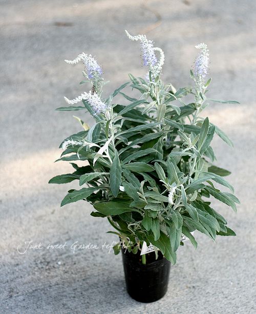 �٥��˥� (�ȥ��ƥ����)���إ���ʥ��١��֥롼