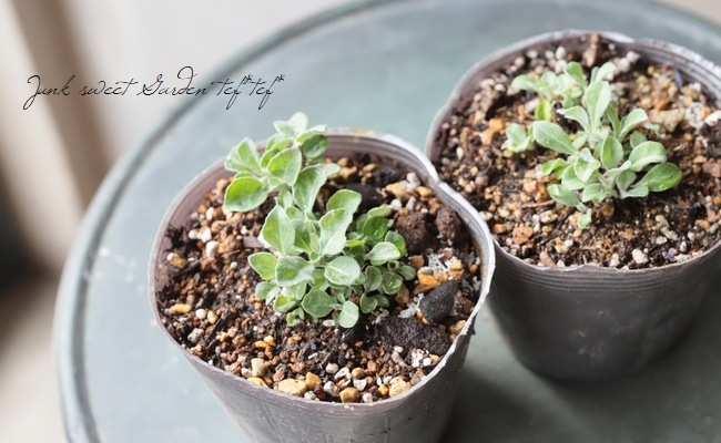 �٥��˥� (�ȥ��ƥ����)���إ���ʥ��١��֥롼