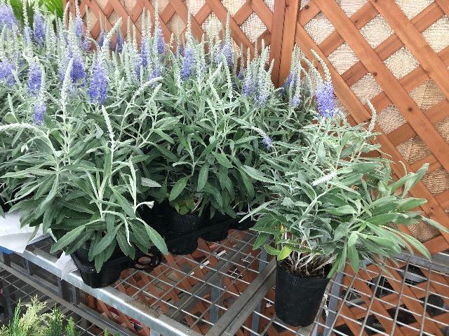 �٥��˥� (�ȥ��ƥ����)���إ���ʥ��١��֥롼