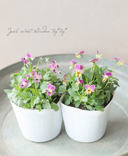 ○ビオラ・ビオレッタ 『ハーティスト』 | すべての商品 | | Junk