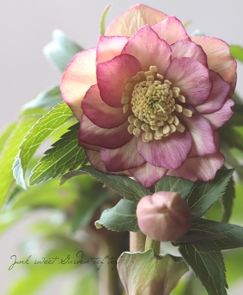 三浦孝之氏・クリスマスローズ 『アップル・グラデーション（Fairies