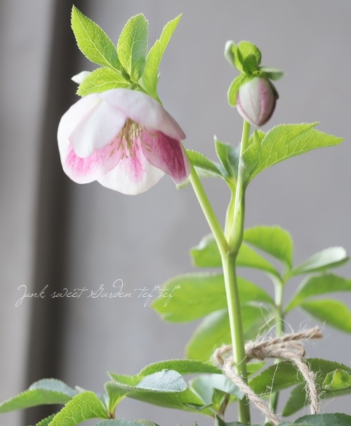 5_000000012937.jpg?1678209903