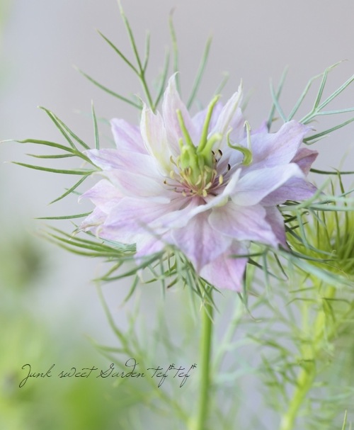 ニゲラ・ミスジーキル 『ローズシェード』 | すべての商品 | | Junk