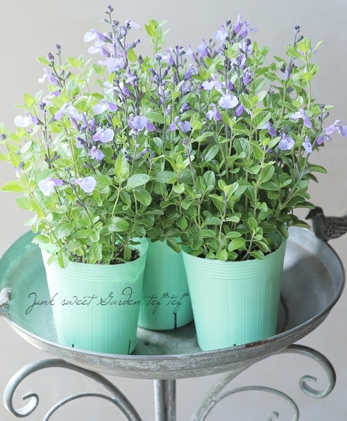 �ɺ������ѡ�����ӥ������������롡�إڡ���֥롼�١������꡼������