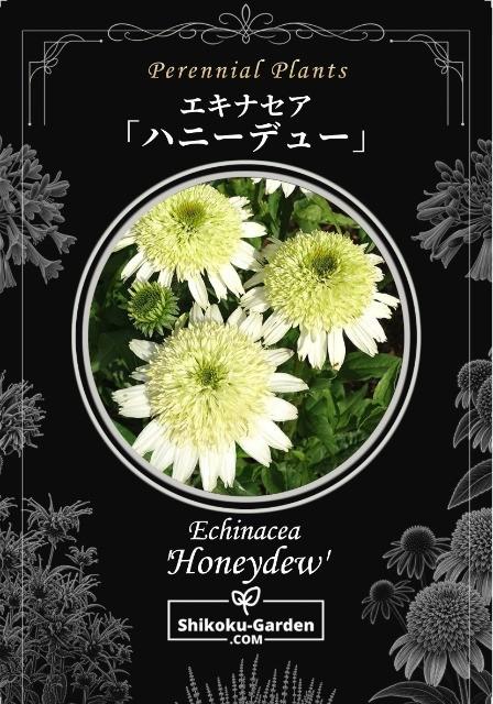 八重咲きエキナセア 『ハニーデュー』 | すべての商品 | | Junk sweet