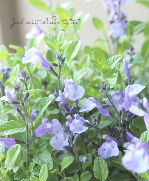 �ɺ������ѡ�����ӥ������������롡�إڡ���֥롼�١������꡼������