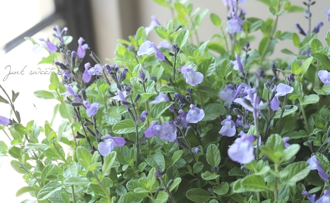 �ɺ������ѡ�����ӥ������������롡�إڡ���֥롼�١������꡼������