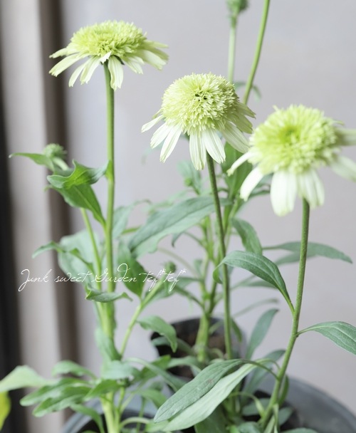 Ȭ�ź餭�����ʥ����إϥˡ��ǥ塼��