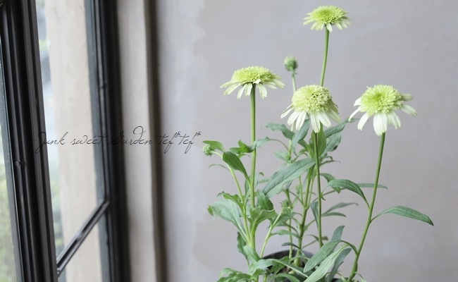 Ȭ�ź餭�����ʥ����إϥˡ��ǥ塼��