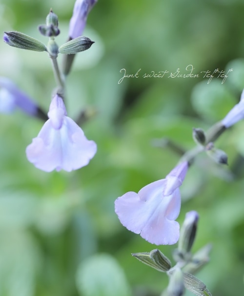 �ɺ������ѡ�����ӥ������������롡�إڡ���֥롼�١������꡼������