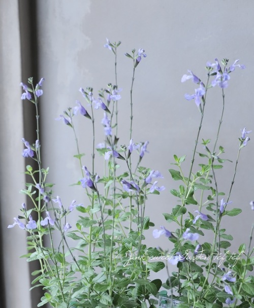 宿根スーパーサルビア ソークール ペールブルー チェリーセージ すべての商品 Junk Sweet Garden Tef Tef