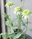 Ȭ�ź餭�����ʥ����إϥˡ��ǥ塼��