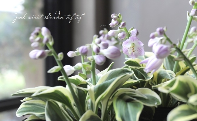 ������ۥ��������ܥ��� �إޥ��ƥ��ޥ�����