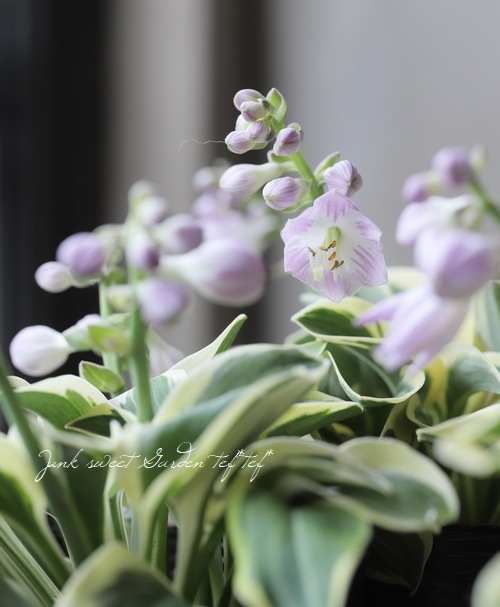 ������ۥ��������ܥ��� �إޥ��ƥ��ޥ�����