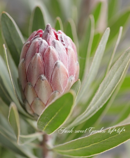 プロテア 『スペシャルピンクアイス』 オーストラリアンプランツ