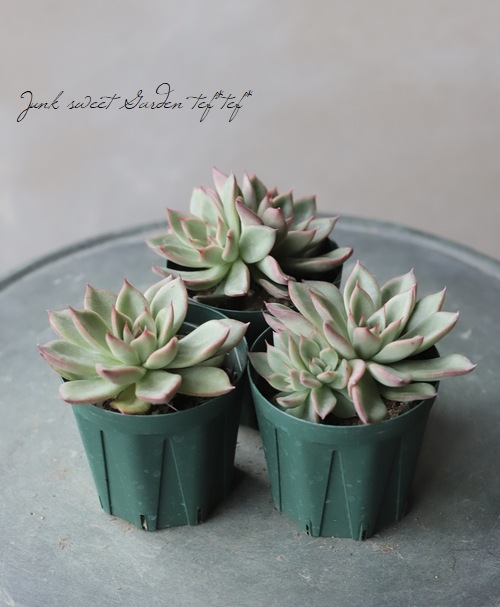 ¿ʪۡإꥹޥ֡١٥ꥢ°