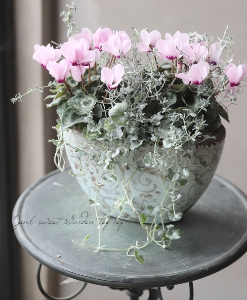 TEFNIQUE-寄せ植え 2020 * no.36 * 『ほんのりピンクキラキラリーフ