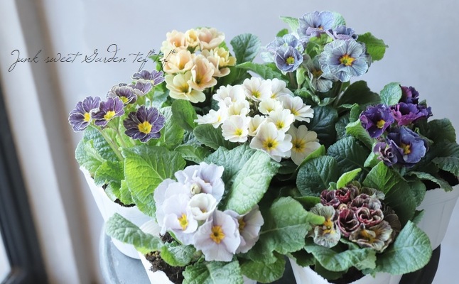 プリムラ ジュリアン モネ Aタイプ すべての商品 Junk Sweet Garden Tef Tef