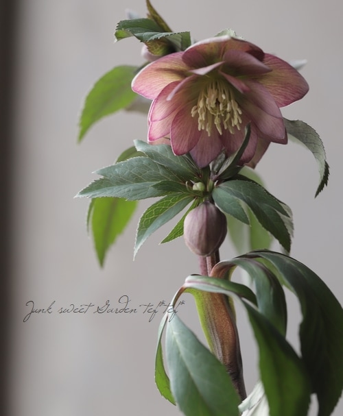 大和園】 クリスマスローズ 『ダブル アンティークカラー』 【No.28