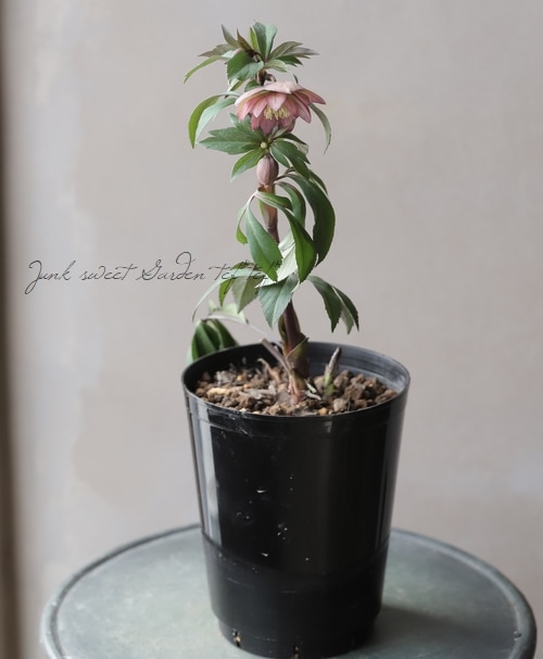 大和園】 クリスマスローズ 『ダブル アンティークカラー』 【No.28