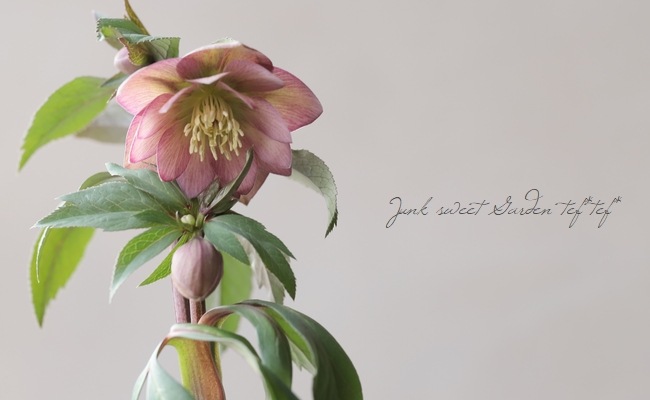 大木　玉　dd クリスマスローズ 大木 玉 dd クリスマスローズ