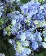 Ķ�쥢�����纬���ꥸ�ʥ��ʼ�� Ȭ�ź餭���۲� �������Ĥ�� �֥롼