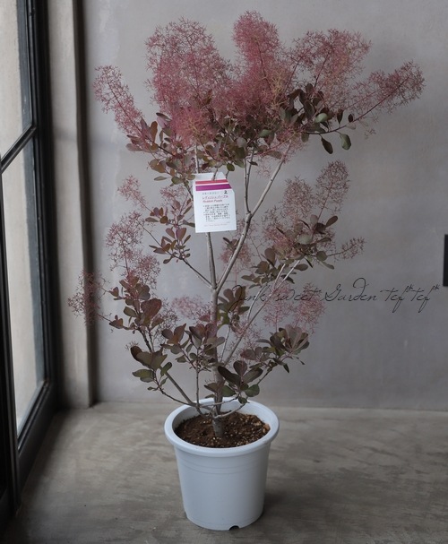 ☆ちる☆　スモークツリーふわふわ完売！ スモークツリー 『ピンクファー』 2023 【No.29】 | すべての