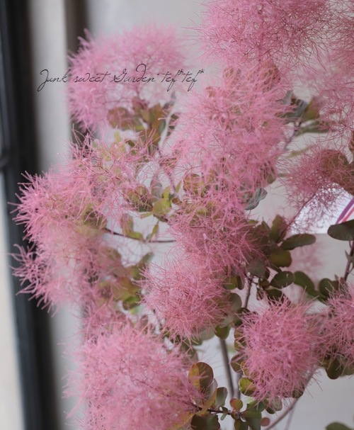 スモークツリー 『レディッシュパープル』 【181】 | すべての商品