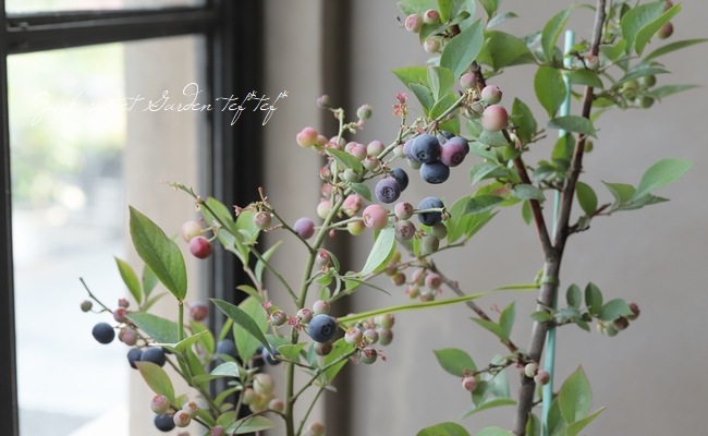 ブルーベリー ブルージェム ラビットアイ系 F すべての商品 Junk Sweet Garden Tef Tef