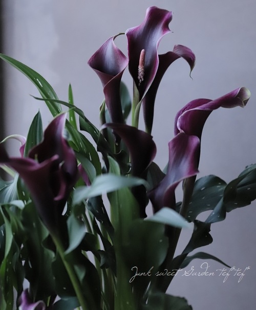 球根植物 カラー キャプテン カルソ すべての商品 Junk Sweet Garden Tef Tef