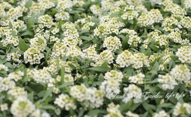 �������ȥ���å��ࡡ�إ��󥤥������� �إ��͡��ɡ�