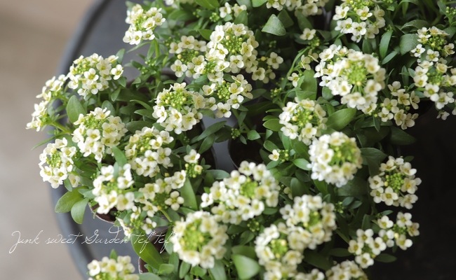 �������ȥ���å��ࡡ�إ��󥤥������� �إ��͡��ɡ�